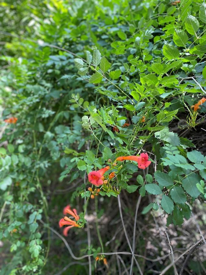 Pet Friendly Graham Home Route 66 At The Mistletoe Farm Ngoại thất bức ảnh